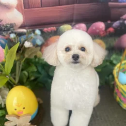 BrowNのトリミングをご利用いただいたワンちゃん